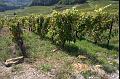 Vines near Menetru-le-Vignoble IMGP2801